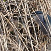 葦の鳥籠-2