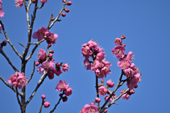 空高く梅薫る