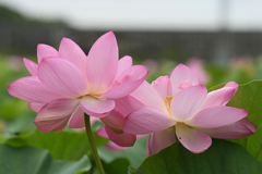 蓮花