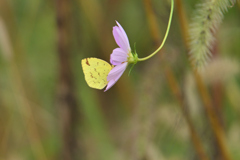 黄蝶のブランコはピンク