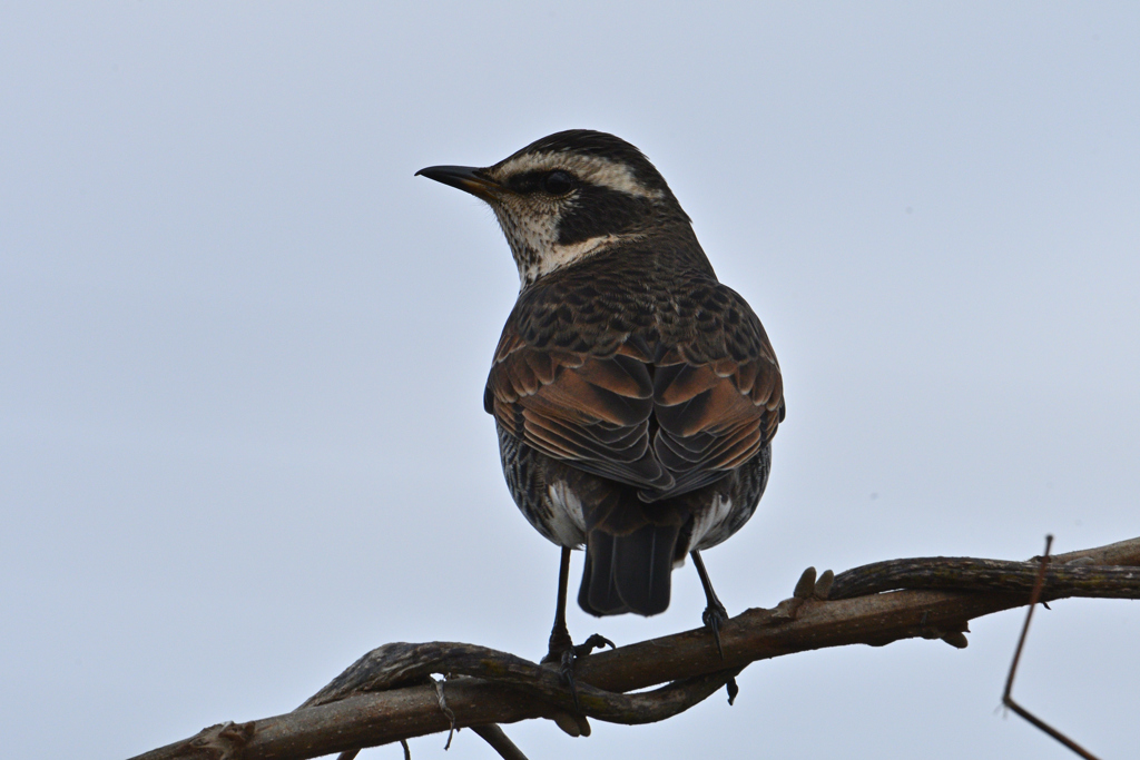 待っていてくれた-1