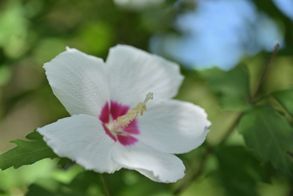 木槿