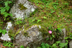 一つの彩り