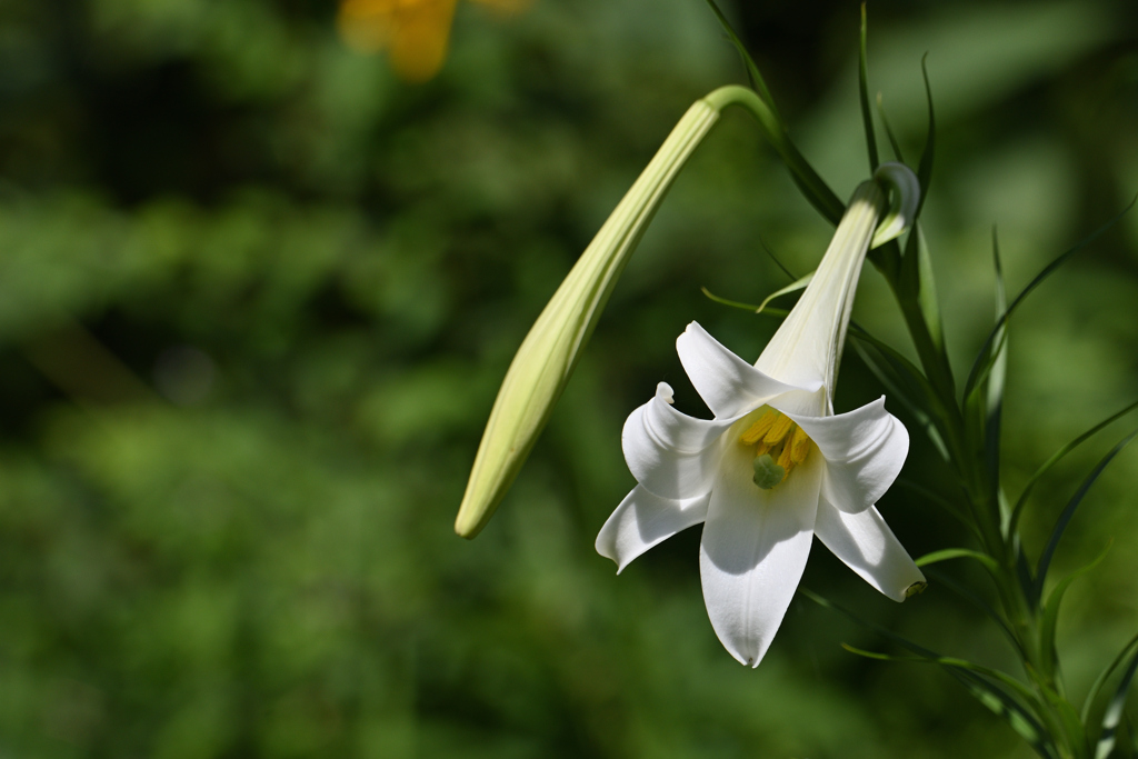 白百合