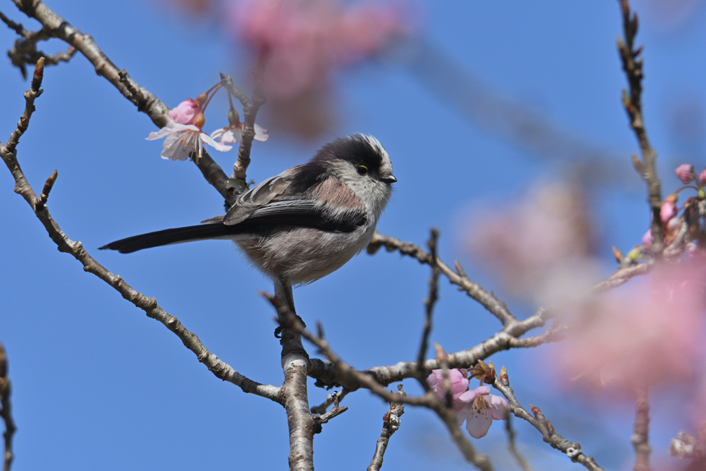 花柄長