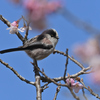 花柄長