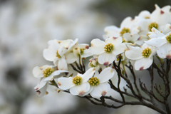 土手際の花水木