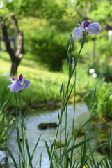 花を見ましょう