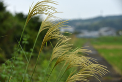 秋と言えばススキ
