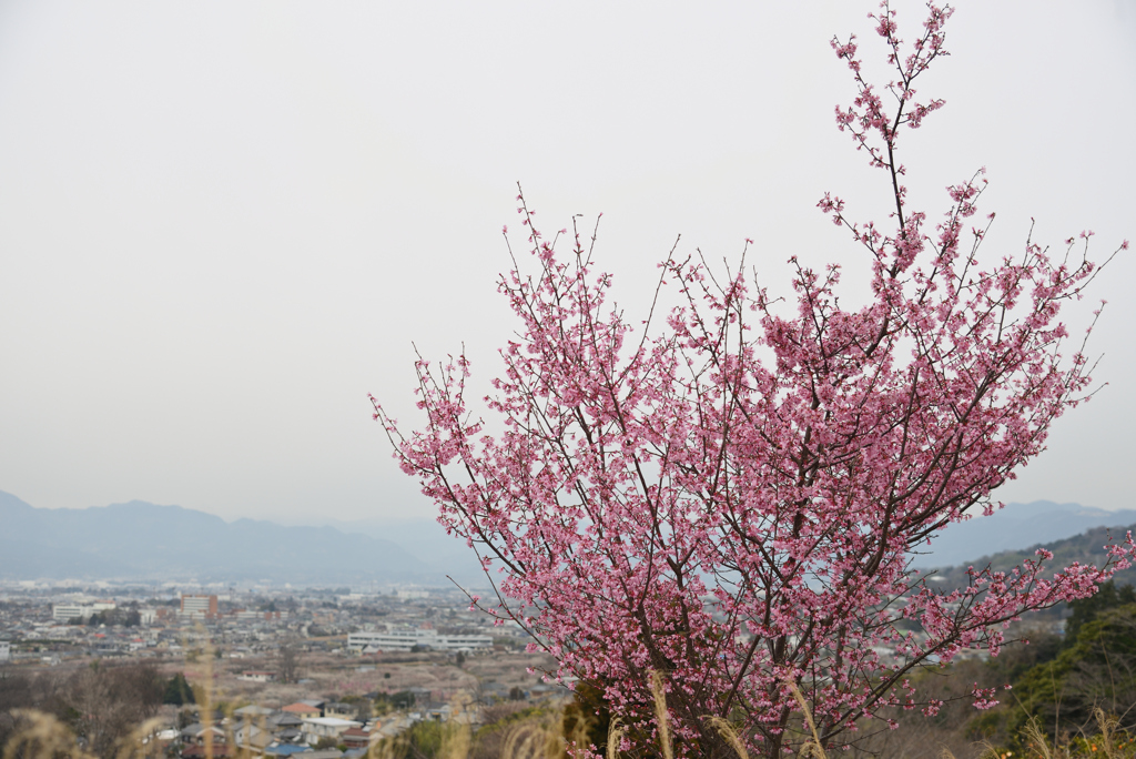 桜が見てる街