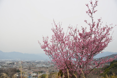 桜が見てる街