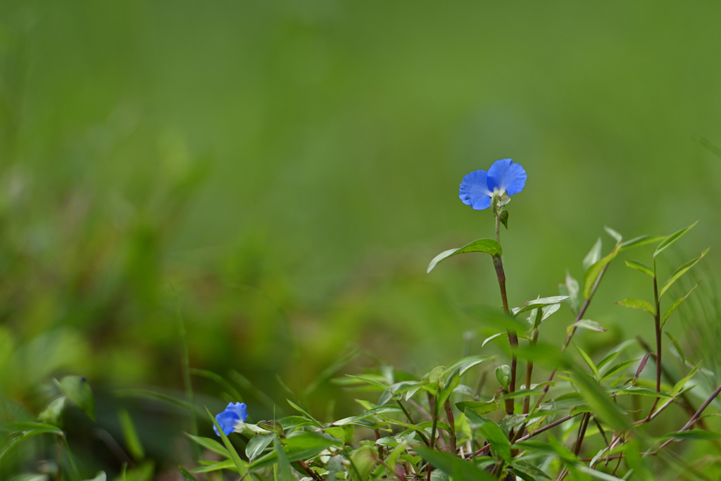 秋の露草