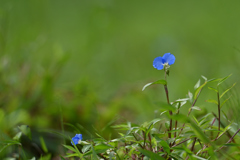 秋の露草