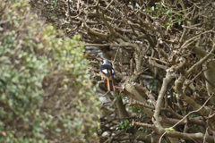 公園の野鳥-1