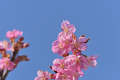 河津桜