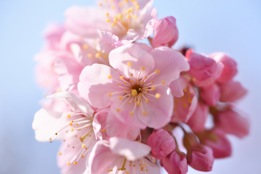 春めき桜-1