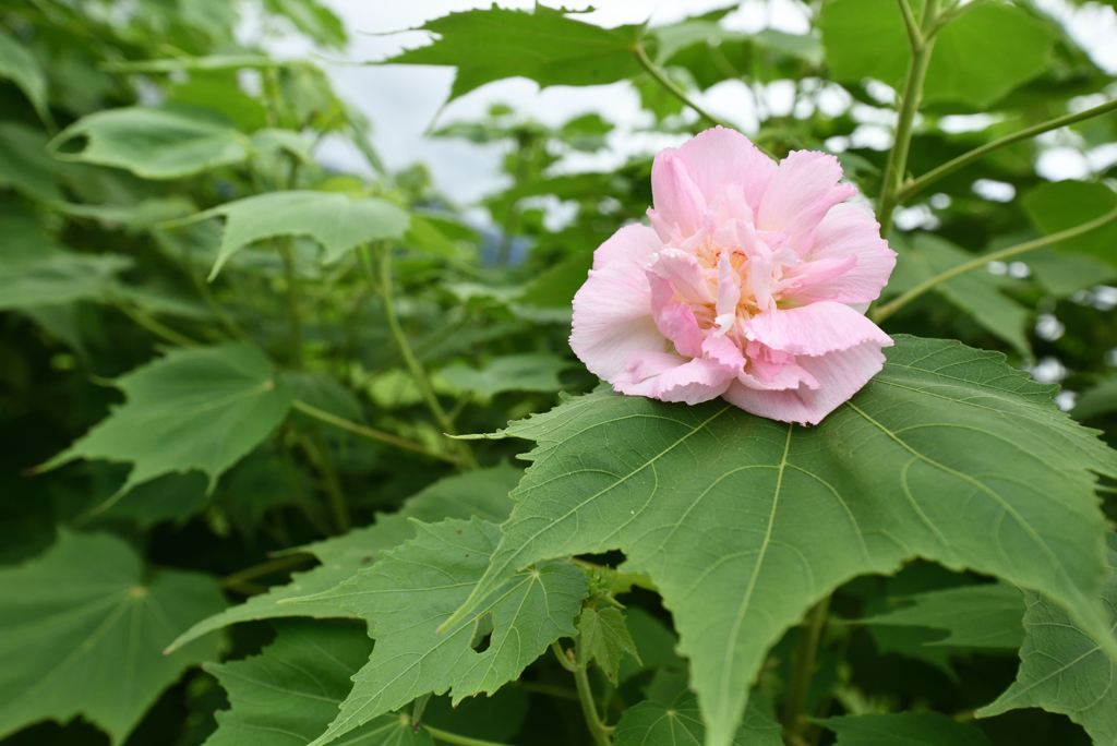 酔芙蓉