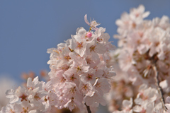 花の終わり