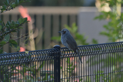 おてんとうさまに顔を見せられないよ
