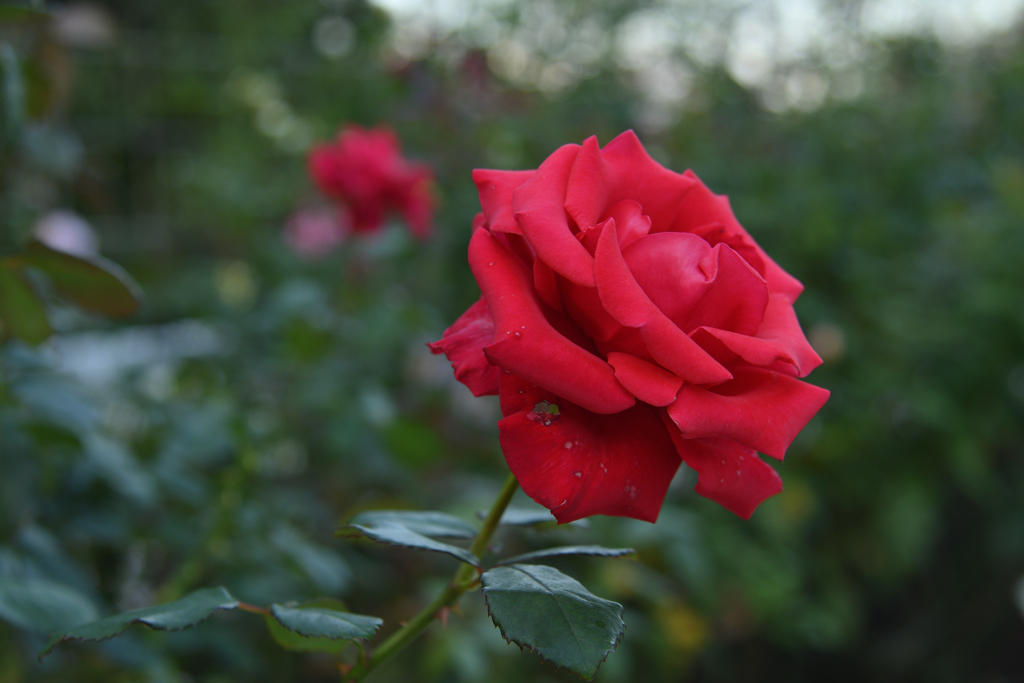 秋の赤薔薇-1