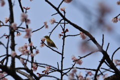 小鳥が小さく