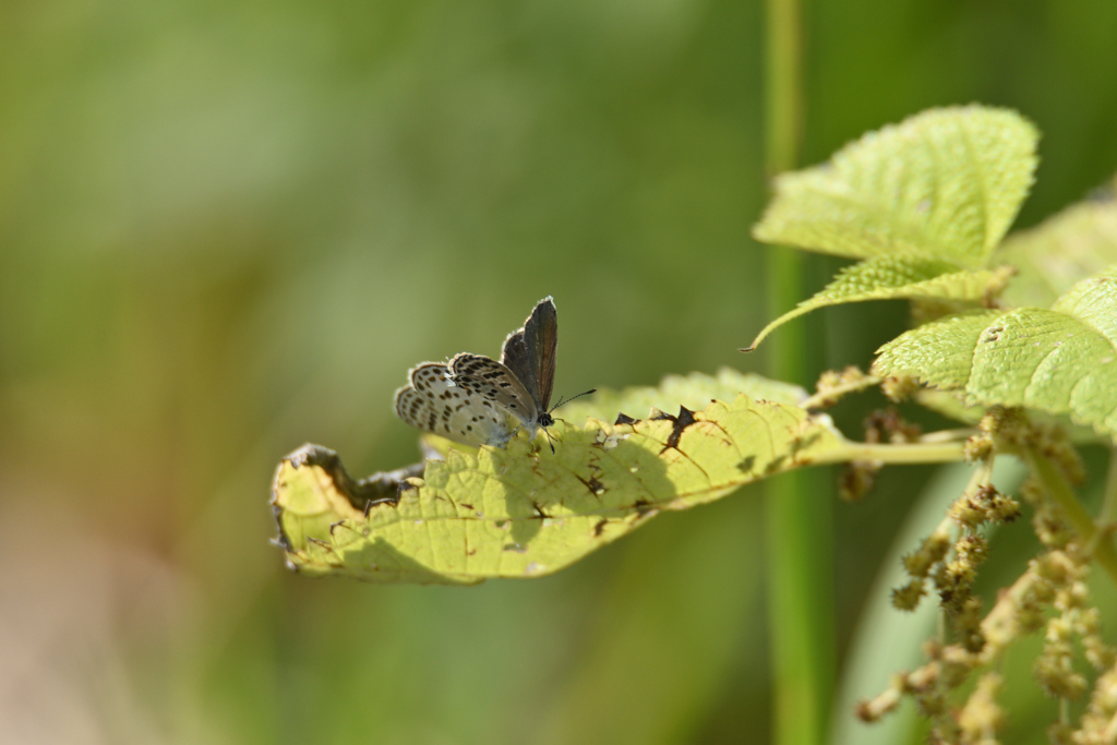 時代を繋ぐ者達-V2