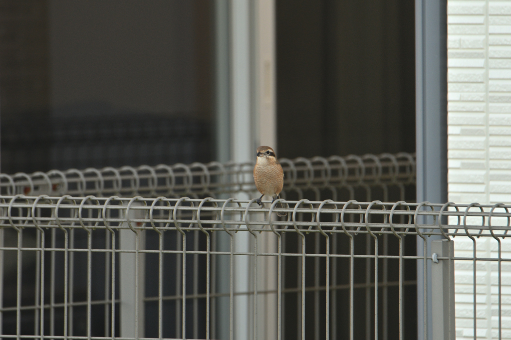 秋も本格的になって