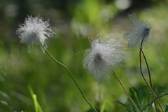 翁草その後