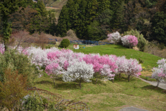 里山の花