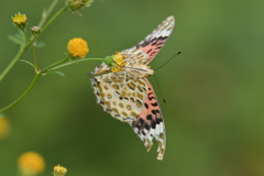 褄黒豹紋が風に煽られて