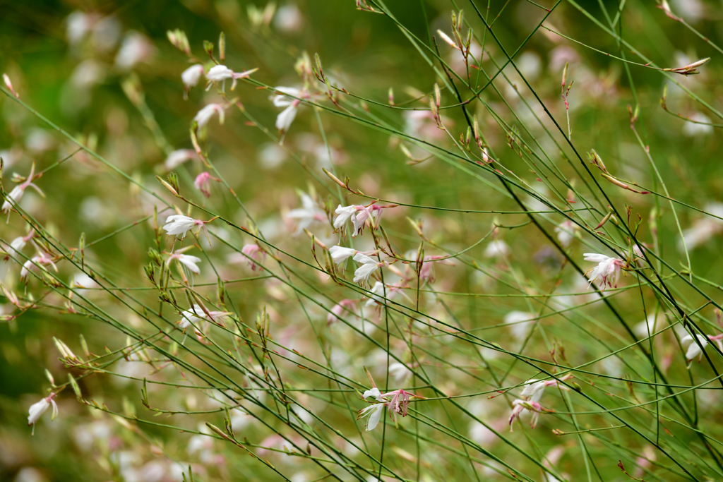 可憐な花（その2）