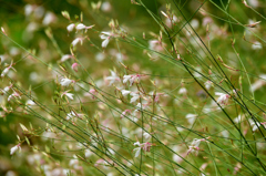 可憐な花（その2）