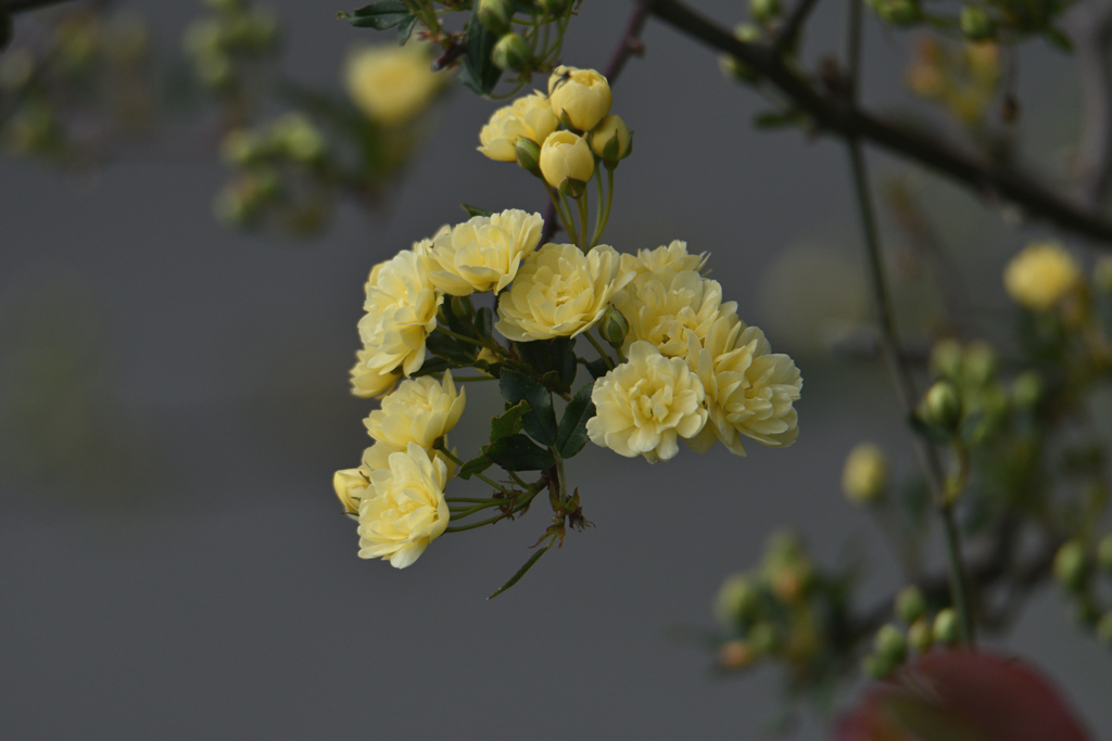 木香薔薇