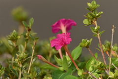 白粉花