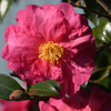山茶花