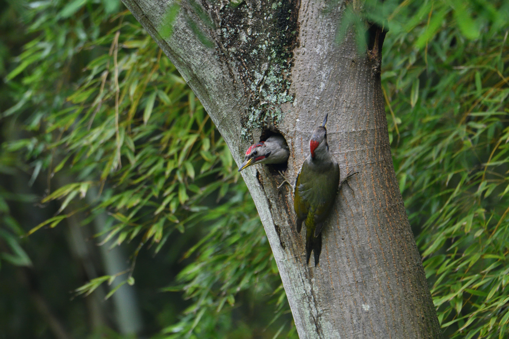 緑啄木鳥の最終日-3