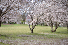 epilogue_春めき桜