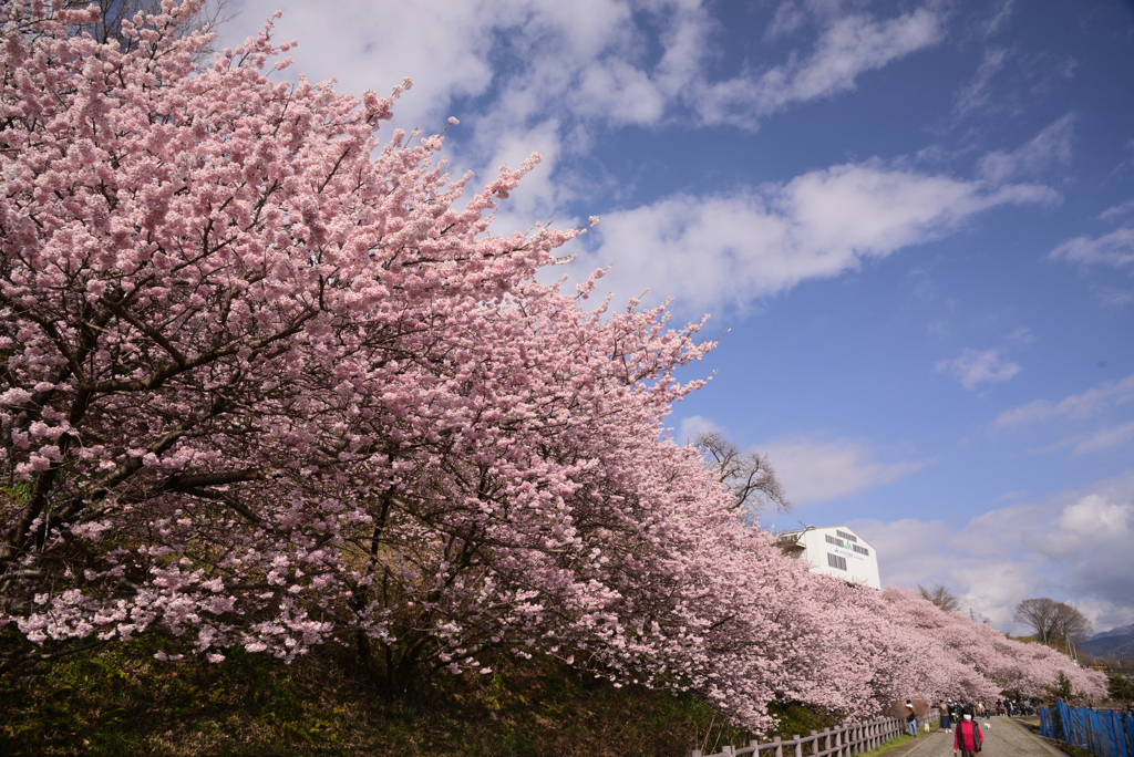 桜と空