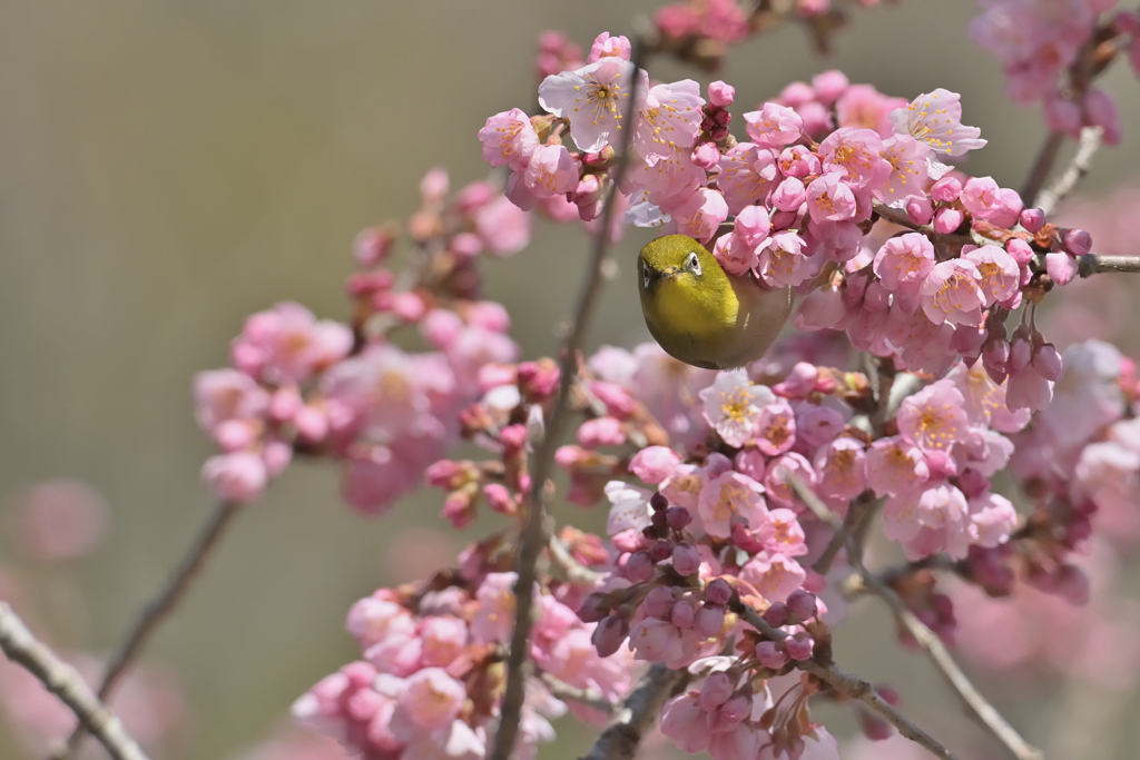 桜に囲まれて