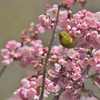 桜に囲まれて