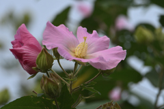 芙蓉花