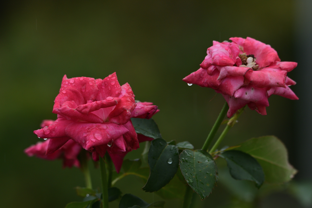 September Rain