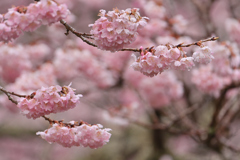 春めき桜