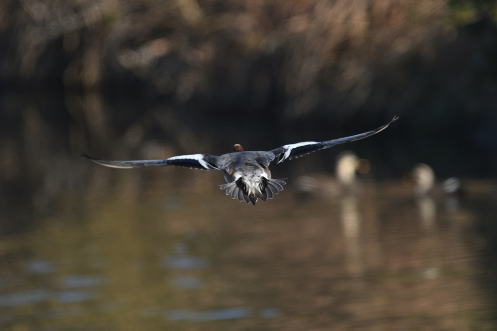 緋鳥鴨が飛んだ