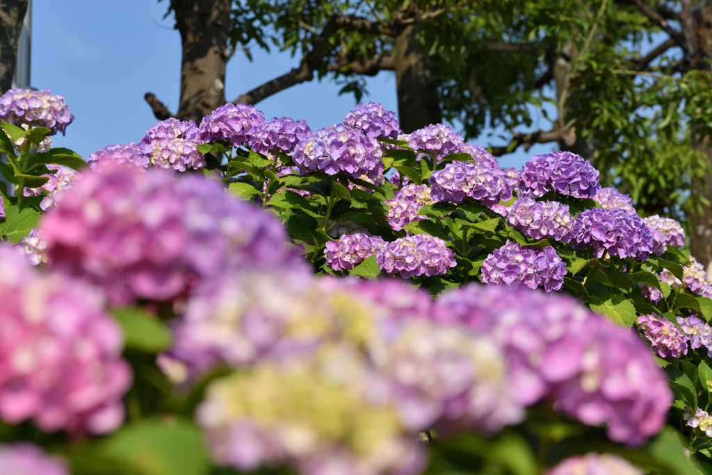 紫陽花三色-紫