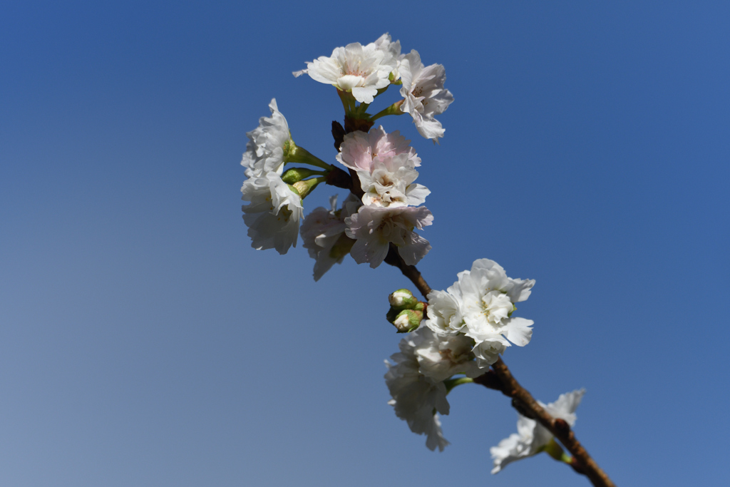 桜が咲いていた