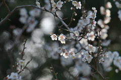 花弁を透かす春の光