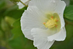 白い芙蓉