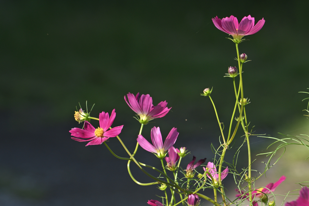 秋桜