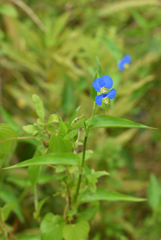 野草でもね ⑱ 露草